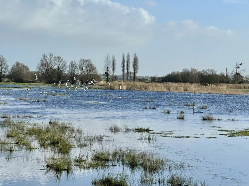 Oiseaux - Carentan les Marais